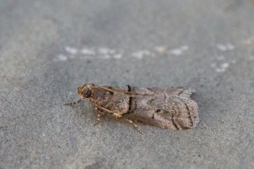 Réf. 245 666 : Acrobasis romanella